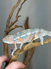Load image into Gallery viewer, Young Male Ambilobe Panther Chameleon – Rainbow Color | E11
