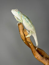 Load image into Gallery viewer, AMBILOBE Panther Chameleon male: (E25)
