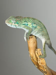 Ambilobe Male Panther Chameleon: Flash x Opal (E19)