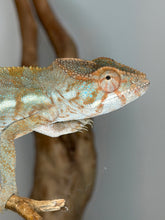 Load image into Gallery viewer, Female Nosy Be Panther Chameleon | (E8)
