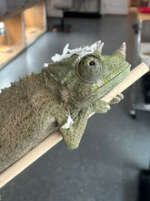 Load image into Gallery viewer, Male Jackson’s Chameleon: I2
