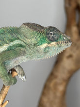 Load image into Gallery viewer, AMBILOBE Panther Chameleon: (E6)

