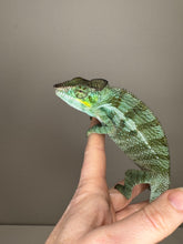 Load image into Gallery viewer, AMBANJA Panther Chameleon: (C4)

