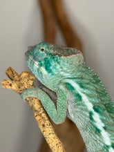Load image into Gallery viewer, AMBANJA Panther Chameleon: (E4)
