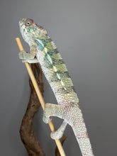 Load image into Gallery viewer, Young Male Ambilobe Panther Chameleon | Flash × Aslan Bloodlines | E29

