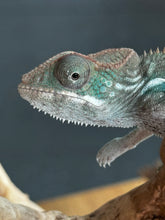 Load image into Gallery viewer, AMBILOBE Panther Chameleon: Frank x Sandy (E11)
