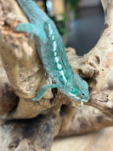 AMBILOBE Panther Chameleon: Frank x Sandy (Q1)