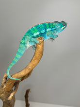 Load image into Gallery viewer, Ambilobe Panther Chameleon (E20)
