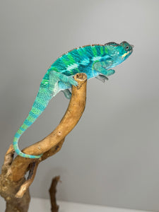 Ambilobe Panther Chameleon (E20)