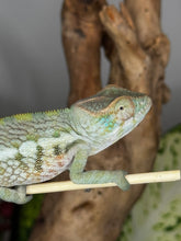 Load image into Gallery viewer, AMBANJA FEMALE Panther Chameleon: Neon Nights x Tango (S20)
