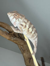 Load image into Gallery viewer, Sambava FEMALE Panther Chameleon: Marley x Mabel 🚺 (R18)
