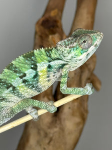 Ambilobe Male Panther Chameleon: Flash x Opal (E21)