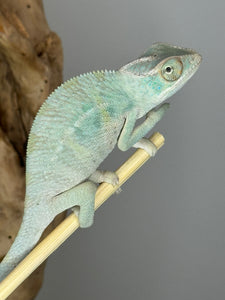 NOSY BE Panther Chameleon male:(E27)