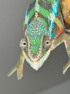 AMBILOBE Panther Chameleon male: (E7)