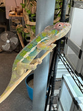 Load image into Gallery viewer, AMBILOBE Panther Chameleon: (E35)
