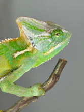 Load image into Gallery viewer, *LAST ONE* MALE Veiled Chameleon
