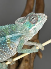 Load image into Gallery viewer, AMBILOBE Male Panther Chameleon: (E32)
