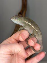 Load image into Gallery viewer, Young F1 Ankify Panther Chameleon – Male with Incredible Potential | E34
