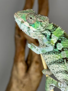 Ambilobe Male Panther Chameleon: Flash x Opal (E21)