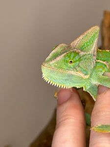 FEMALE Veiled Chameleon (I10)