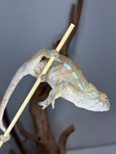 Load image into Gallery viewer, AMBILOBE FEMALE Panther Chameleon: 🚺 (C4)
