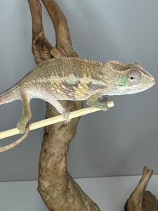 AMBILOBE Panther Chameleon male: (E1)