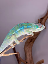 Load image into Gallery viewer, AMBILOBE Panther Chameleon: (E10)
