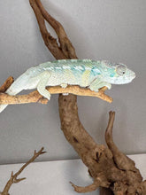 Load image into Gallery viewer, AMBILOBE Panther Chameleon: (E21)
