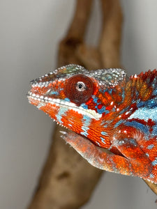 AMILOBE Panther Chameleon: (E34)