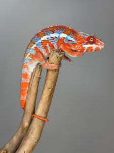 AMILOBE Panther Chameleon: (E34)