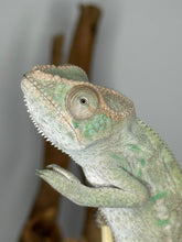 Load image into Gallery viewer, AMBILOBE FEMALE Panther Chameleon: 🚺 (E11)
