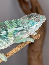 Load image into Gallery viewer, AMBILOBE Panther Chameleon: (E22)
