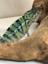 Load image into Gallery viewer, AMBILOBE Panther Chameleon: (E5)
