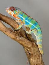 Load image into Gallery viewer, AMBILOBE Panther Chameleon: (J1)
