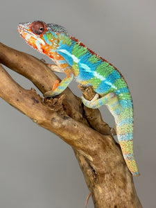 AMBILOBE Panther Chameleon: (J1)