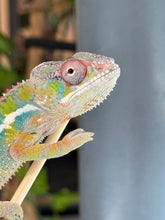 Load image into Gallery viewer, AMBILOBE Panther Chameleon: (E35)
