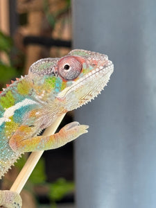 AMBILOBE Panther Chameleon: (E35)