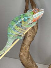 Load image into Gallery viewer, AMBILOBE Male Panther Chameleon: (E5)
