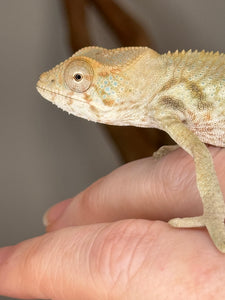 AMBILOBE FEMALE Panther Chameleon: 🚺 (E33)