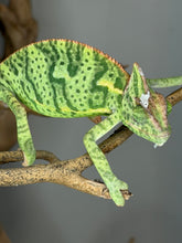 Load image into Gallery viewer, Calm Juvenile Female Veiled Chameleon – Captive Bred &amp; Healthy | S1
