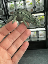 Load image into Gallery viewer, ANKILOBE Panther Chameleon: Ankify x Ambilobe (Q8)
