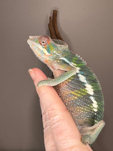 AMBILOBE Panther Chameleon: (E11)