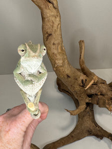 AMBILOBE Panther Chameleon male:(E15)