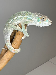 SURPRISE! Panther Chameleon: (E32)