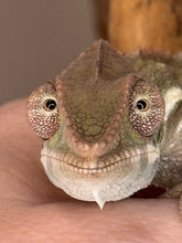 Load image into Gallery viewer, SAMBAVA Panther Chameleon: (E23)
