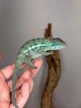 Load image into Gallery viewer, AMBANJA Panther Chameleon: (E4)
