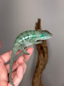 AMBANJA Panther Chameleon: (E4)