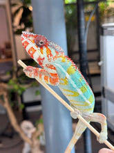 Load image into Gallery viewer, AMBILOBE Panther Chameleon: (C1)
