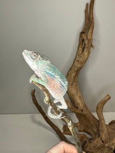 AMBILOBE Panther Chameleon: (E36)