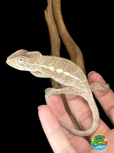 AMBILOBE male panther chameleon: Flash x Opal (R5)